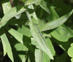 Castilleja miniata oblongifolia