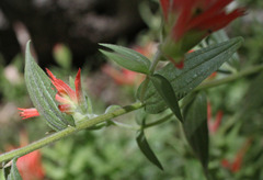 Castilleja miniata oblongifolia