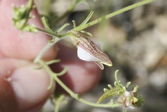 Cordylanthus nevinii