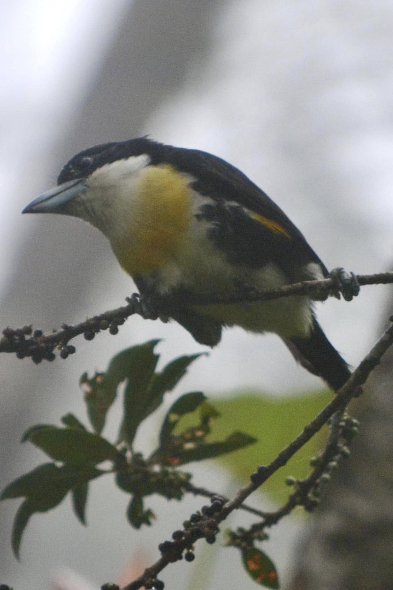 Spot-crowned Barbet illustration