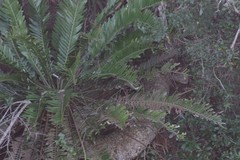 Encephalartos altensteinii