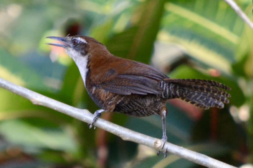 Black-bellied Wren (Pheugopedius fasciatoventris), photo 8