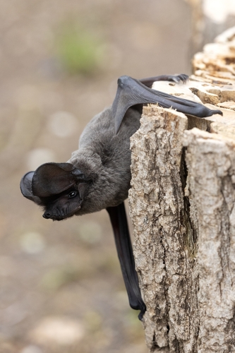 European Free-tailed Bat, 14010 Córdoba, Spain, photo 10 of 10