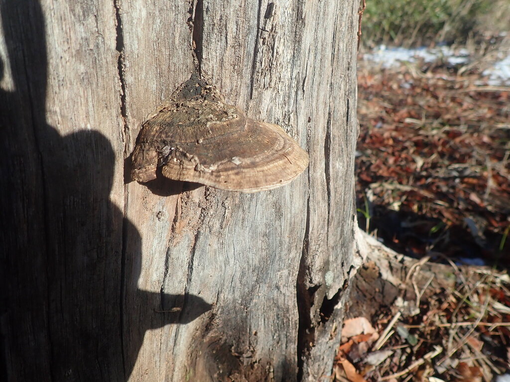 Fomitopsis dickinsii · March 2025 · photo: © fumiyo234 (iNaturalist, cc-by-nc)