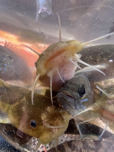 Brown madtom (Noturus phaeus) — Ictaluridae