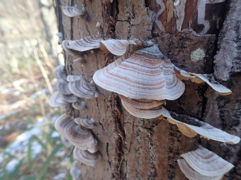 Stereum ostrea