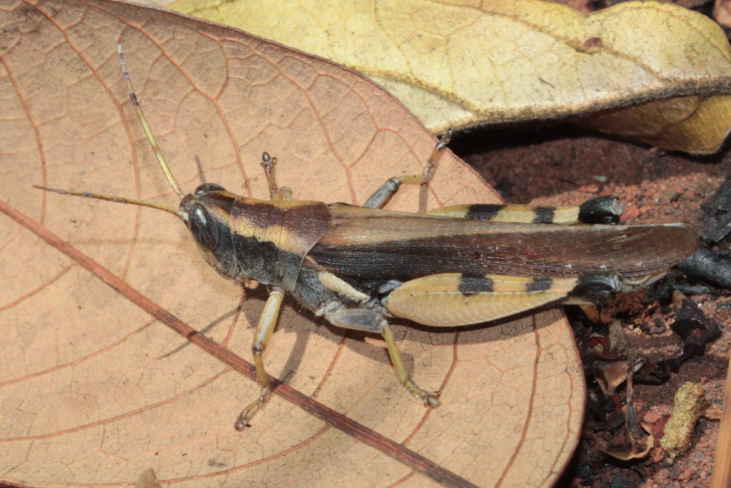 Oxycatantops zambiensis