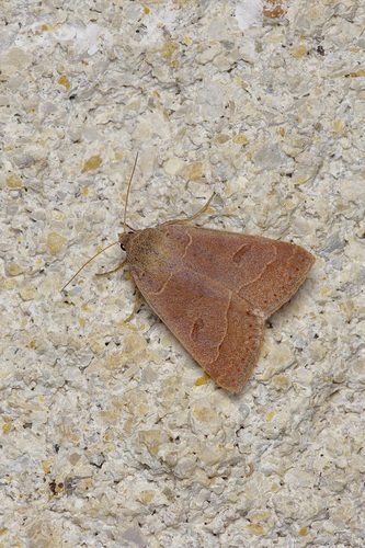 Common Oak Moth photo 4