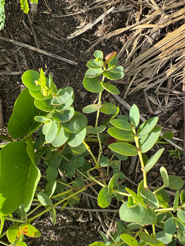 Euphorbia degeneri observed 2025-03-21