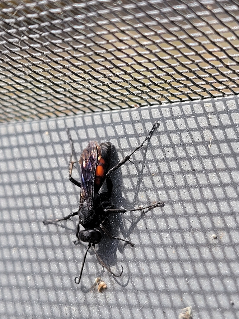 Anoplius americanus
