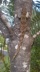 Mokopirirakau granulatus