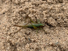 Conocephalus nigropleurum