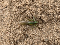 Conocephalus nigropleurum