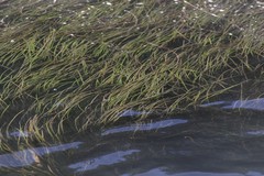 Zostera capensis