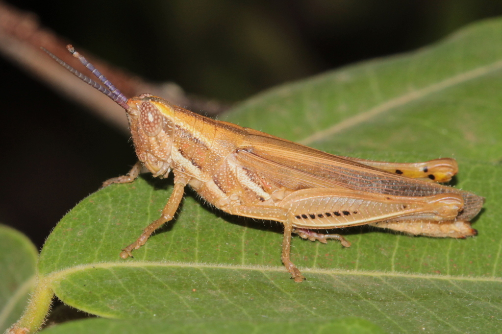 Catantopsilus grammicus