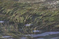 Zostera capensis