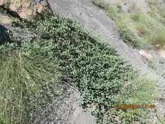 Capparis spinosa herbacea