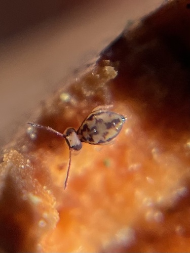Ptenothrix macomba