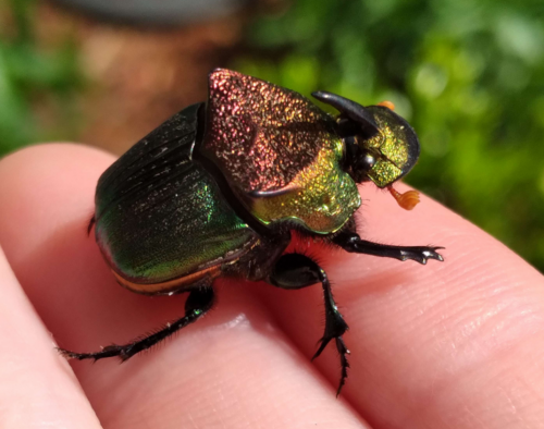 Rainbow scarab