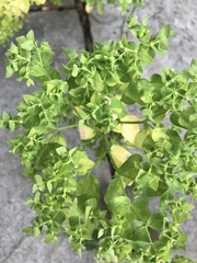 Euphorbia peplus