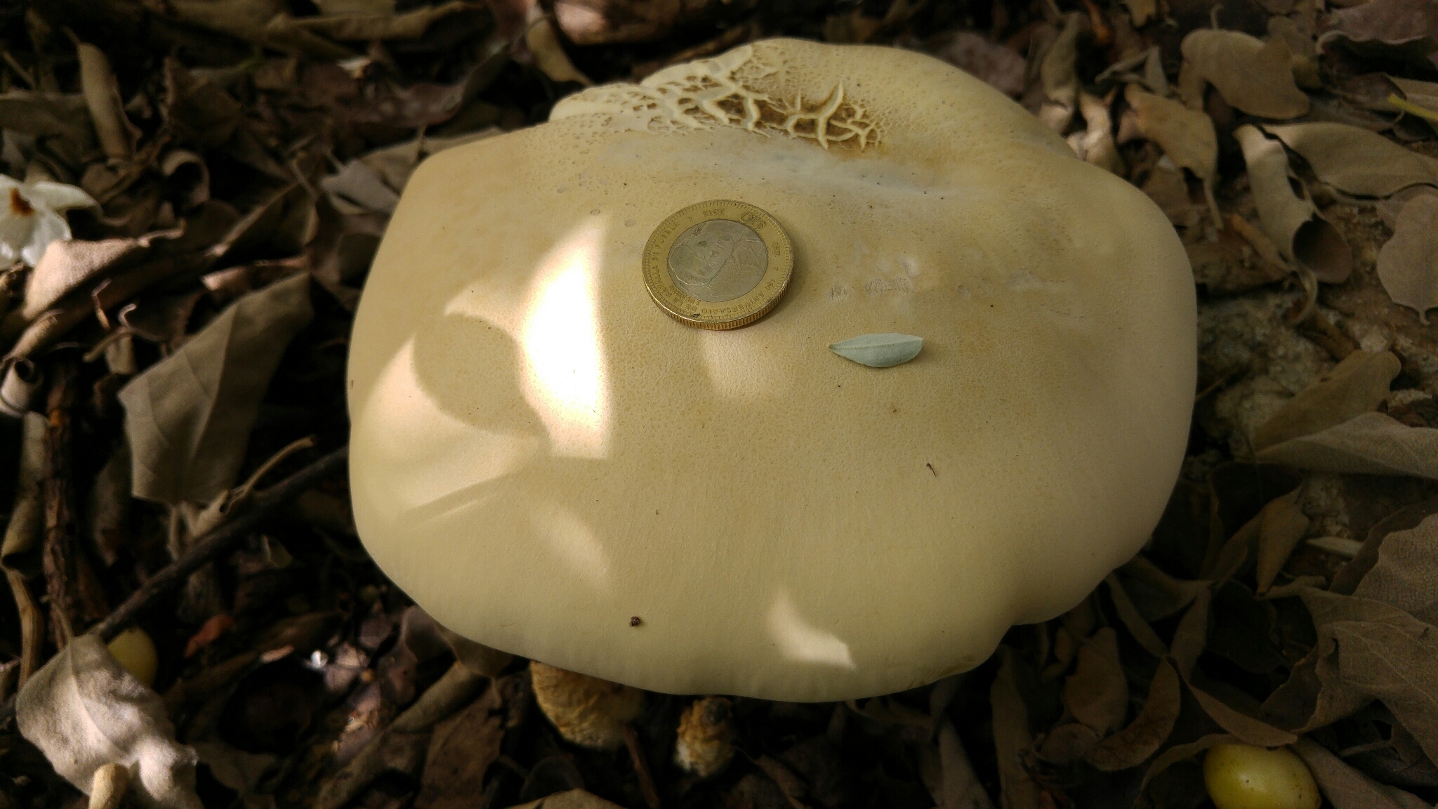 Macrocybe image