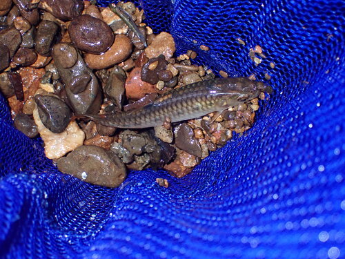 Panama lead characin (Piabucina panamensis) — Lebiasinidae — 2