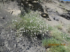 Gypsophila capitata