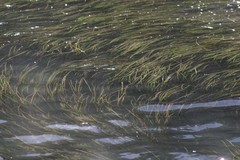 Zostera capensis
