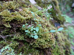 Chaenorhinum rubrifolium