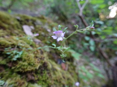 Chaenorhinum rubrifolium