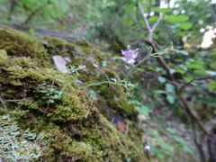 Chaenorhinum rubrifolium