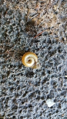 Planorbella campanulata