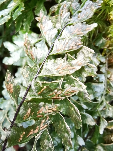 Asplenium normale iNat (2)