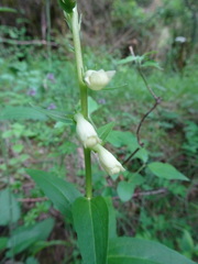 Digitalis lutea