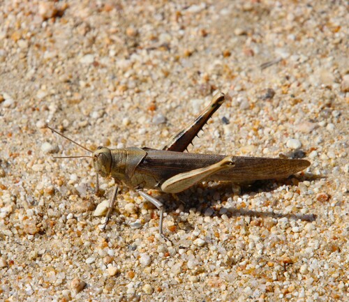 iNaturalist observation photo of Gray Bird Grasshopper