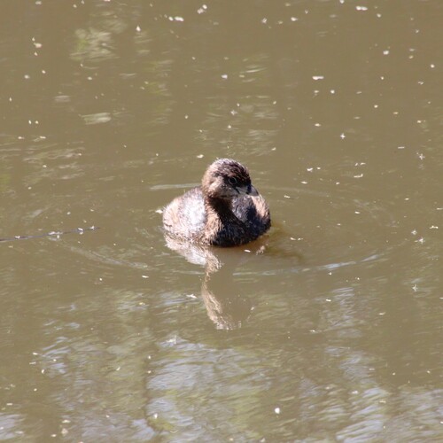 iNaturalist observation photo of Pied-billed Grebe