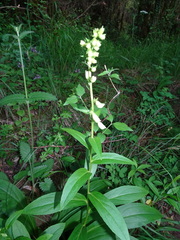 Digitalis lutea