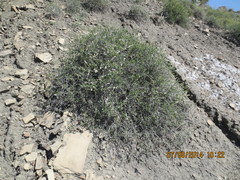 Atraphaxis daghestanica