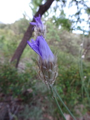 Catananche caerulea