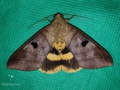 Thyas coronata