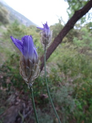 Catananche caerulea