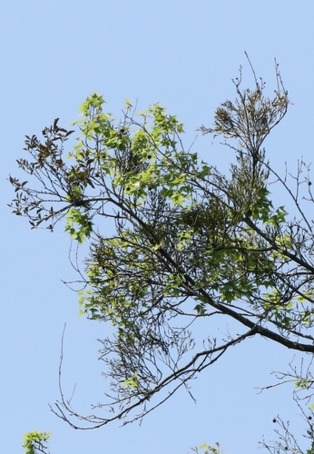 Viscum liquidambaricola, photograph 2