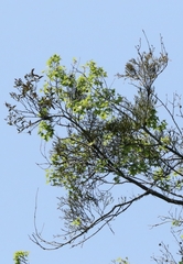 Viscum liquidambaricola, photograph author not stated, no rights reserved