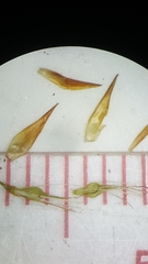 Rhynchospora chalarocephala