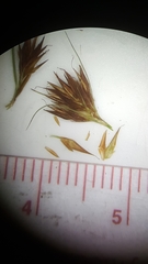 Rhynchospora chalarocephala