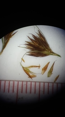 Rhynchospora chalarocephala