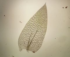 Plagiothecium nemorale