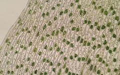 Plagiothecium nemorale