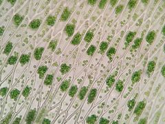 Plagiothecium nemorale