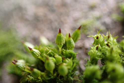 Image of Orthotrichum pulchellum by (c) Henry Miller, some rights reserved (CC BY)